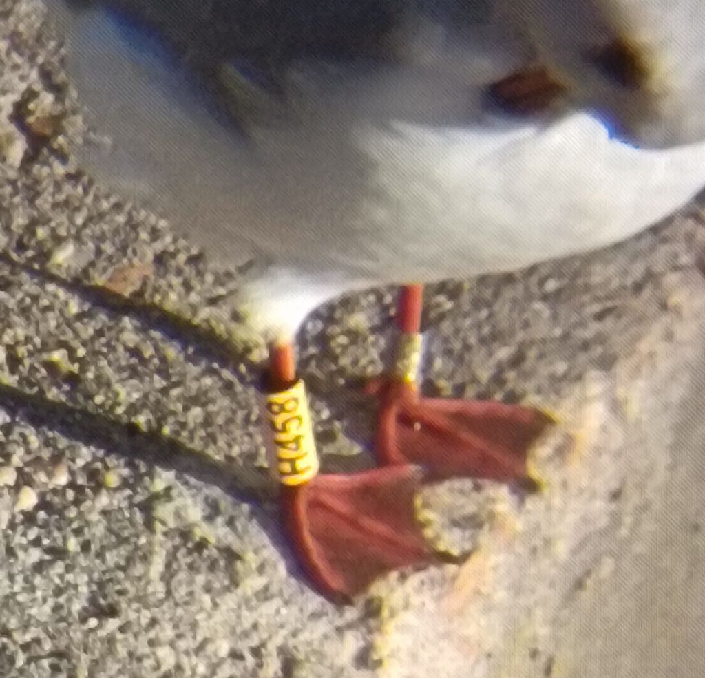 SEGNALIAMO GLI ANELLI COLORATI